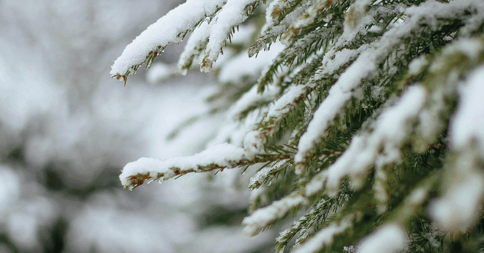 Winter CD Specials Banner